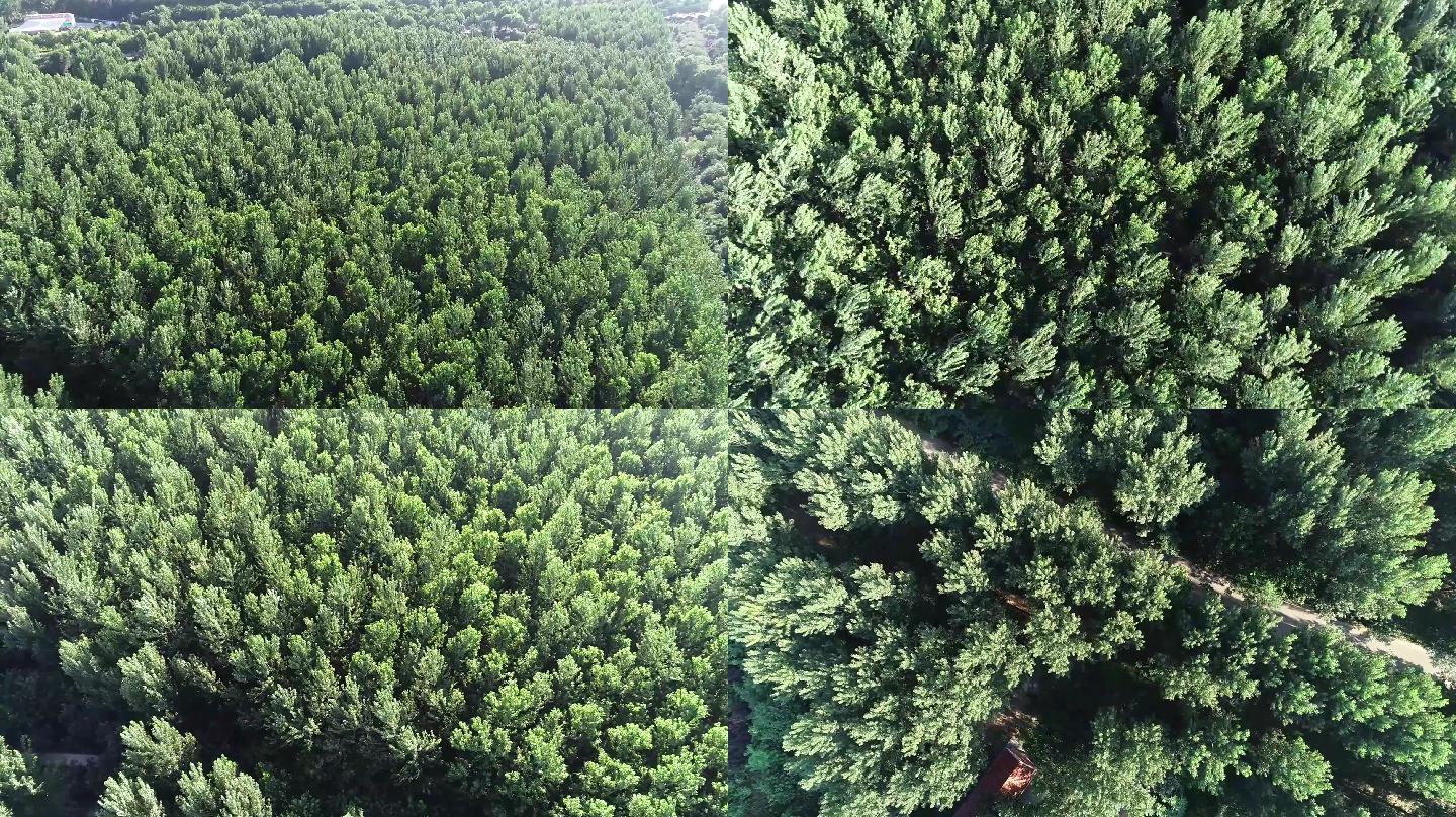 航拍树林2.7K视频素材