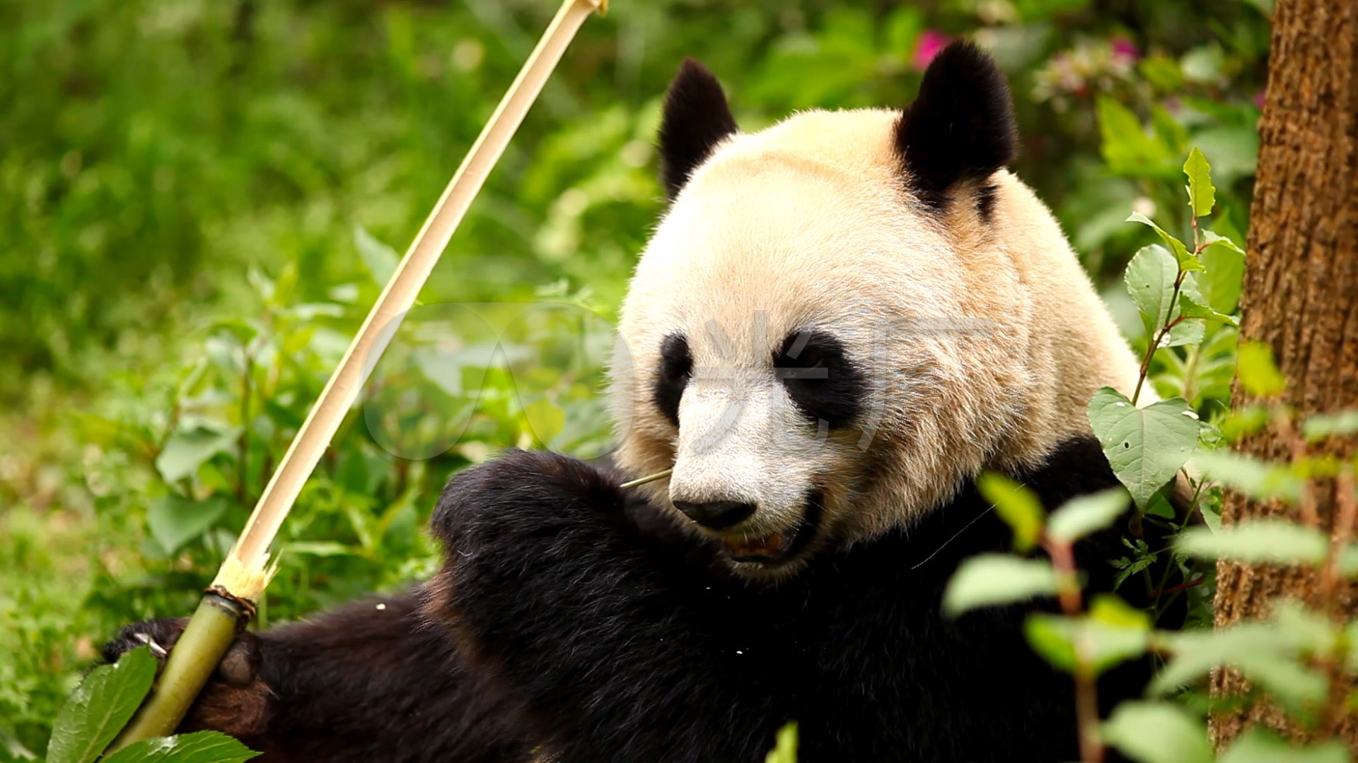 浅谈：陕西和卧龙镇也有熊猫，为什么成都的熊猫最有名？ - 知乎