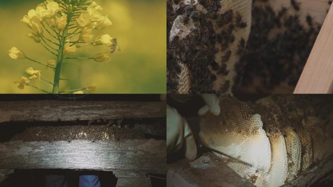 蜂蜜养蜂人采蜜招蜂素材