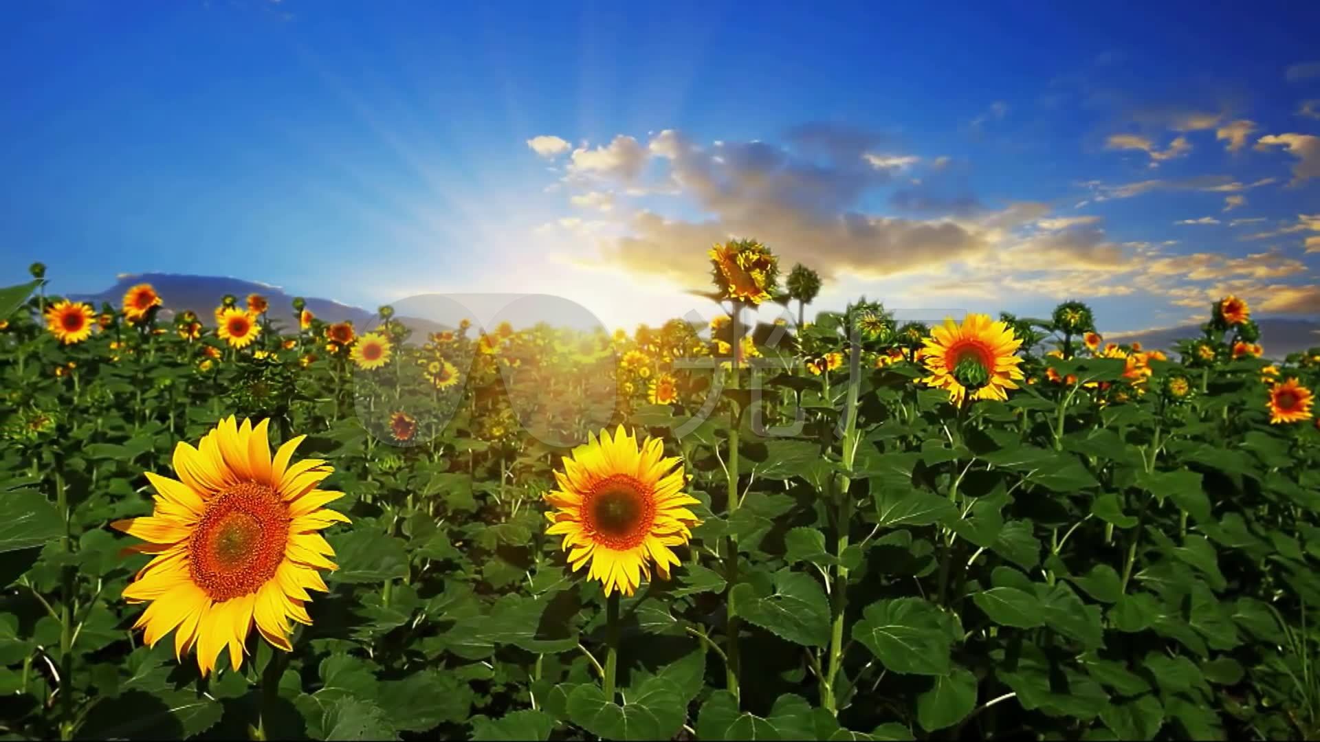 形容阳光的句子唯美_英语唯美句子阳光清新_午后阳光正好唯美句子