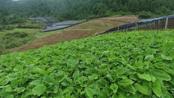 中国云南省香格里拉云药之乡玉龙县风景