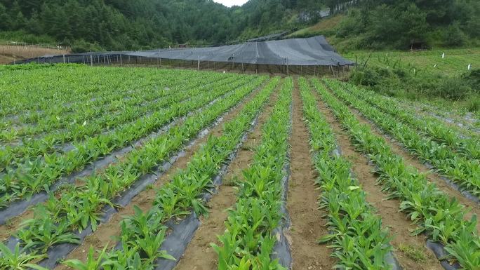 中国云南省香格里拉云药之乡玉龙县风景