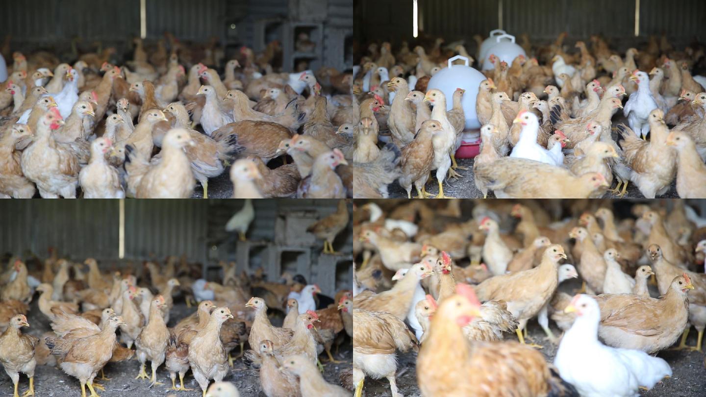 生态养殖场鸡棚
