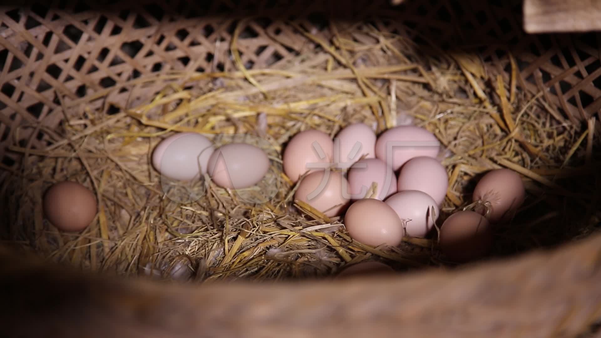 母雞下蛋圖片素材-JPG圖片尺寸5040 × 3360px-高清圖案501034550-zh.lovepik.com