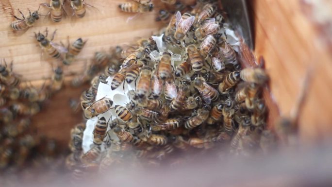 蜂蜜产出过程