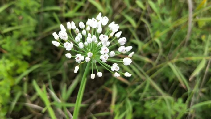 野韭菜的花朵