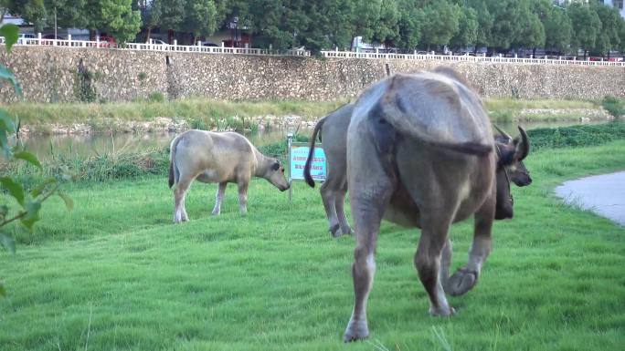 牛水牛吃草青草牧场