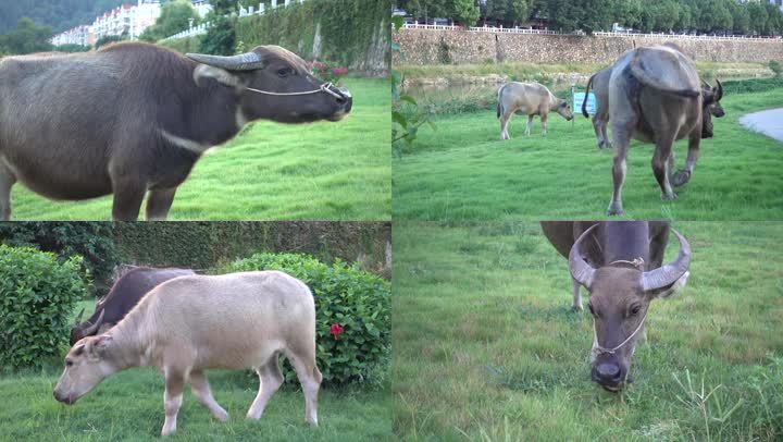 牛水牛吃草青草牧场