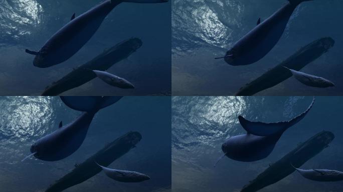 3D鲸鱼