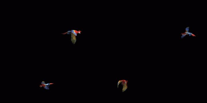 生物-鹦鹉-花式飞行循环(带通道)