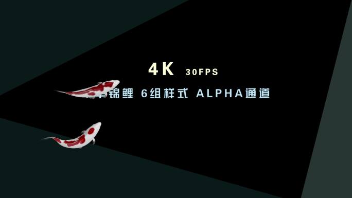 4K 6组锦鲤游泳透明通道最后一组循环