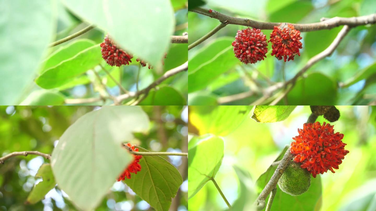 河南师范大学构树 Broussonetia papyrifera (L.) L'Hér. ex Vent.