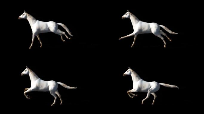 单个通道白色骏马奔跑视频素材