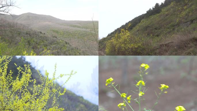 山顶俯视山坡小花