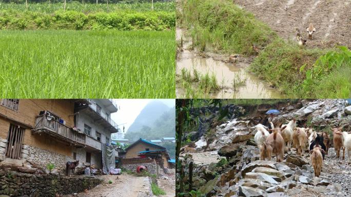 广西喀斯特地形地貌大石山区农村山羊土鸡马