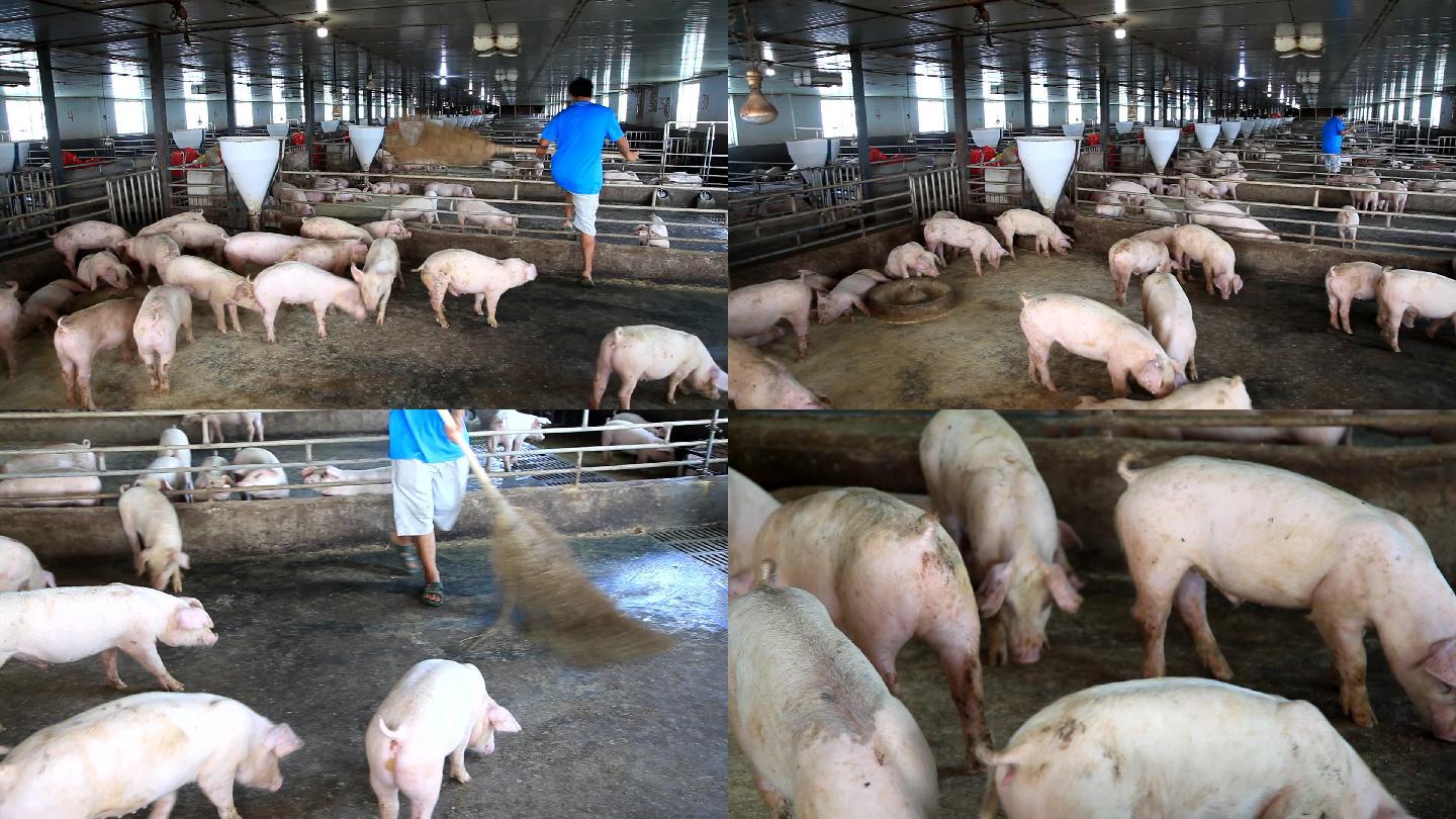 养殖场养猪场扶贫项目视频素材