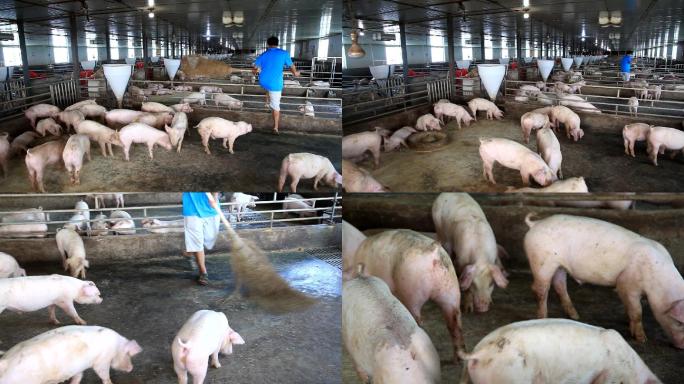 养殖场养猪场扶贫项目视频素材