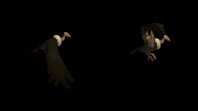 动物-秃鹫-飞行（带通道）
