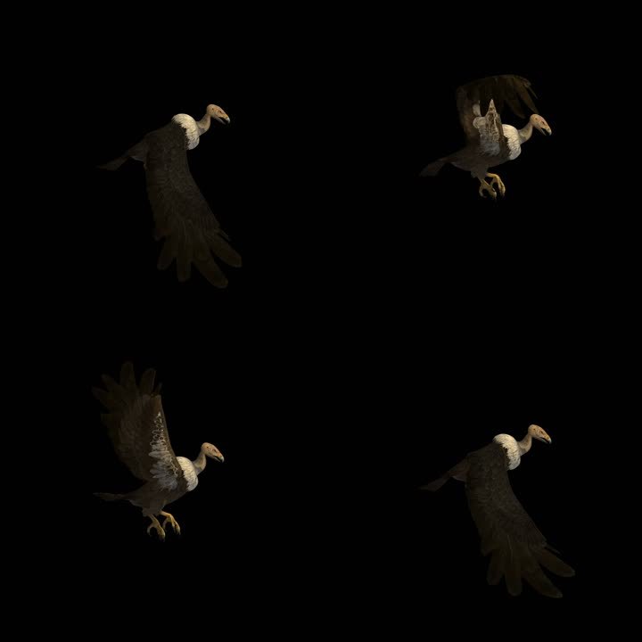 动物-秃鹫-飞行（带通道）