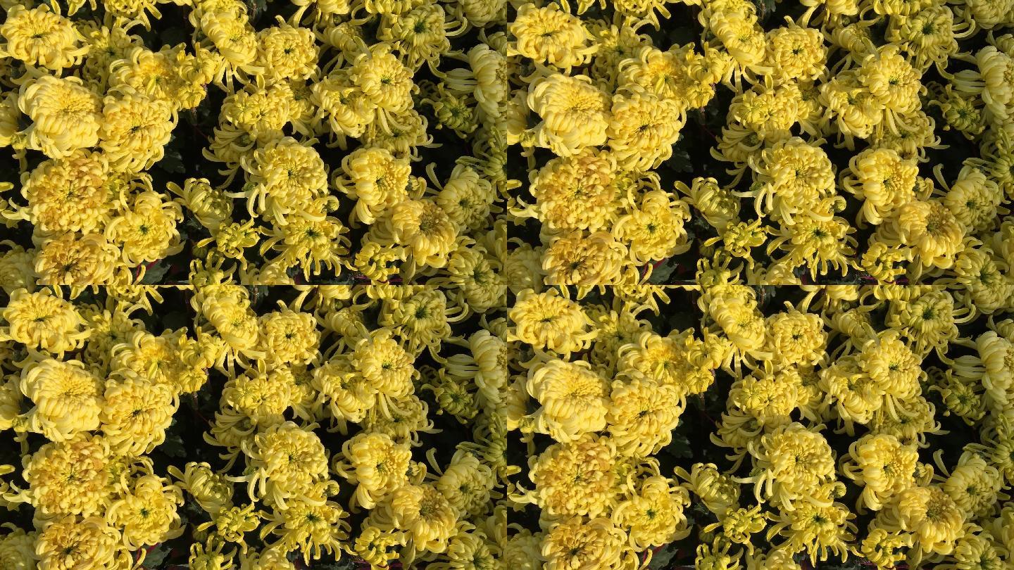 4K原创正版漂亮的花朵花卉植物菊花