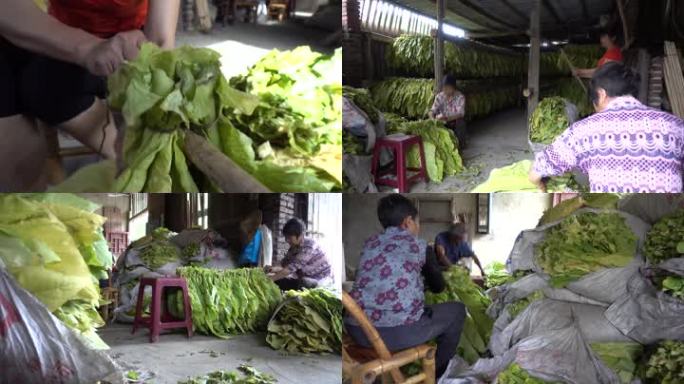 系烟编烟挂烟烟草烤烟