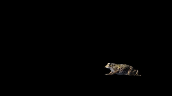 青蛙跳素材视频
