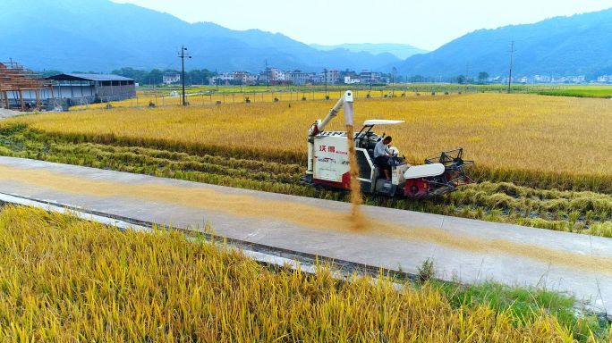 航拍　水稻　丰收　农业农村