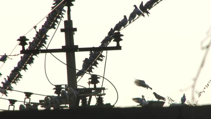冬季北方电线杆上的鸽子