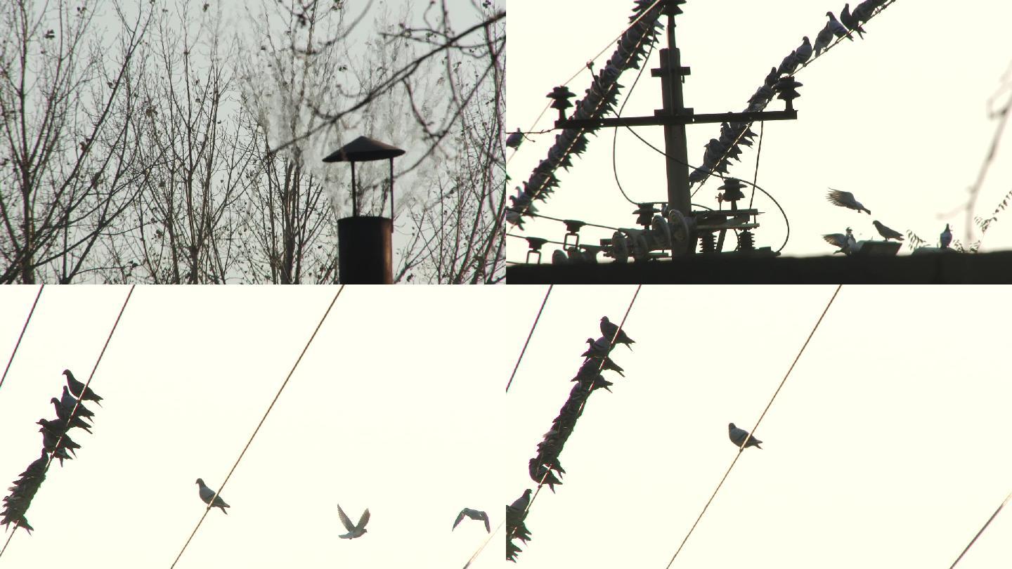 冬季北方电线杆上的鸽子