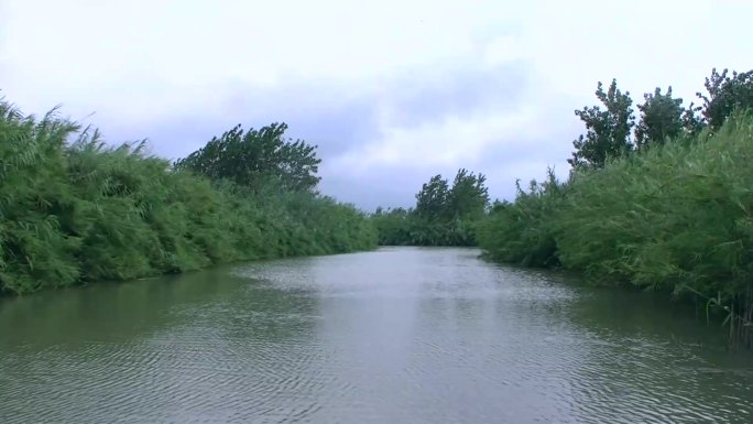 【原创实拍】湿地芦苇荡漫游