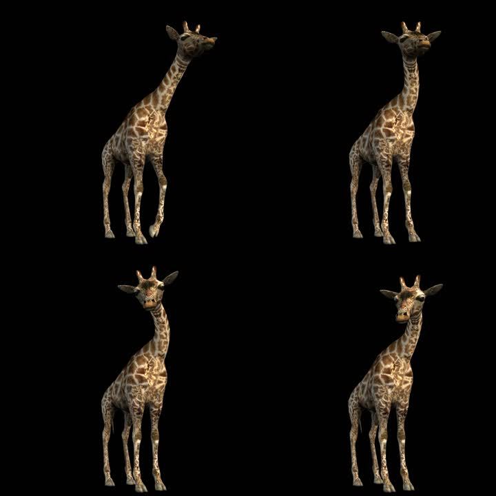 生物-长颈鹿-待机（带通道）
