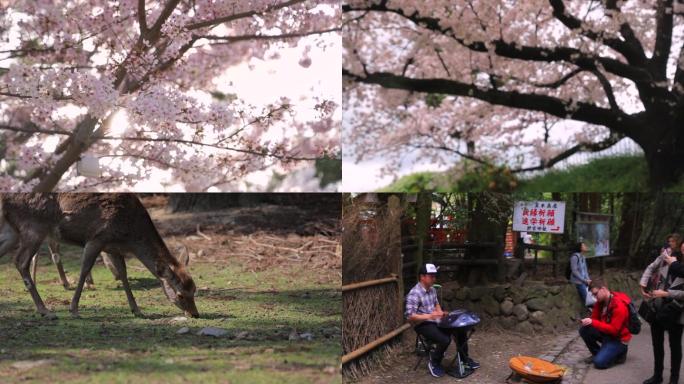 日本樱花大阪京都奈良小鹿高清视频 可商用