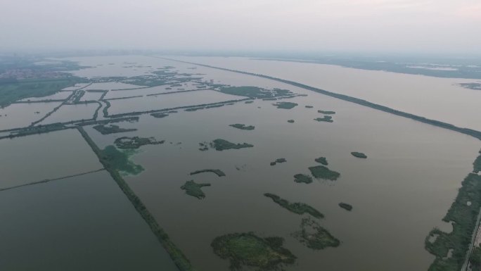 湿地鸟类