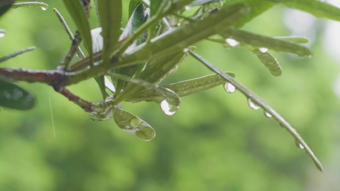 树枝叶下雨水滴清新空气超清素材