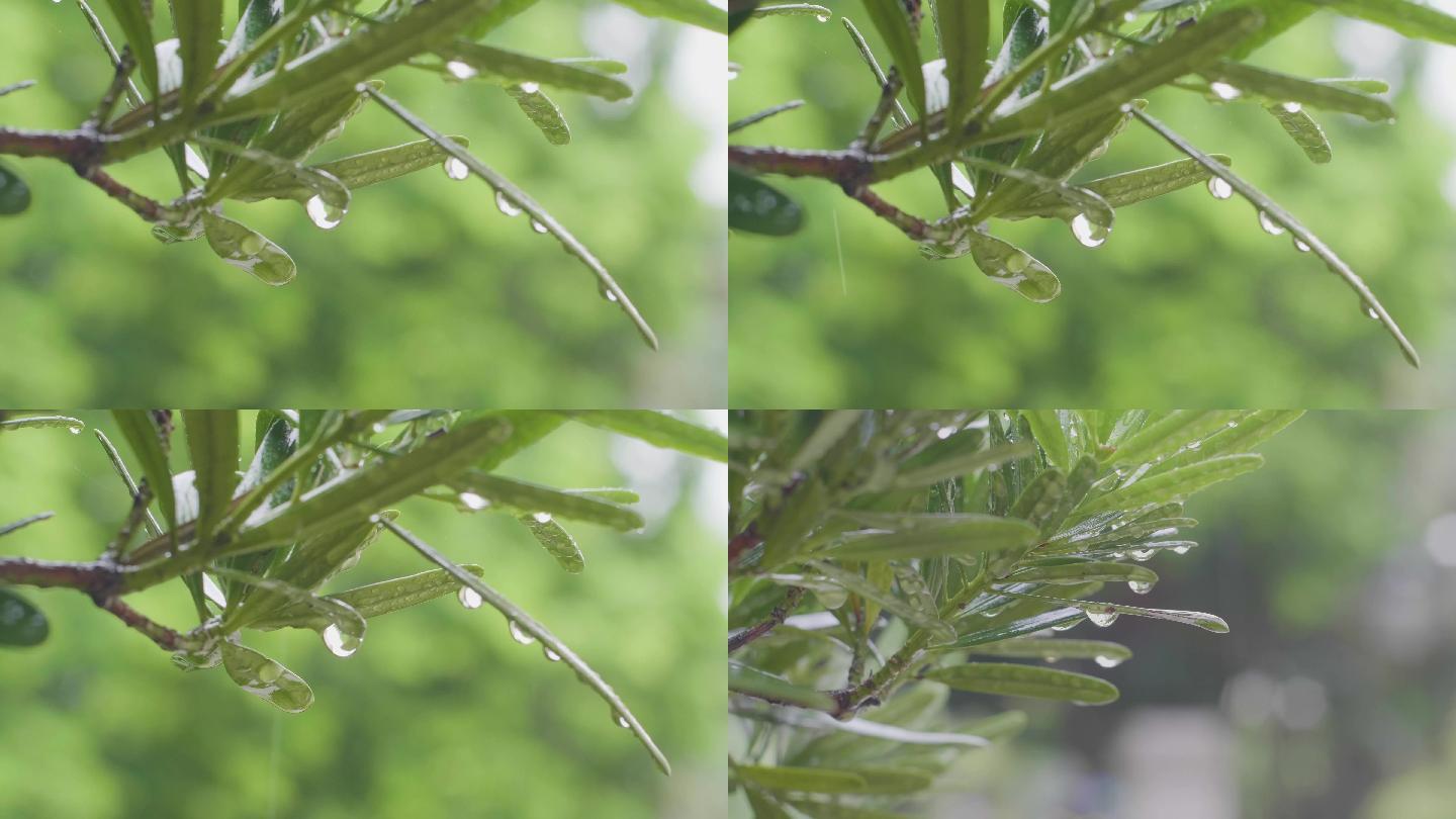 树枝叶下雨水滴清新空气超清素材