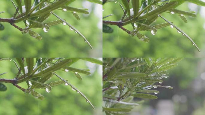 树枝叶下雨水滴清新空气超清素材