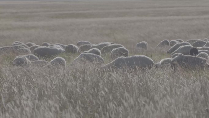 风吹草地现牛羊草原羊群羊倌