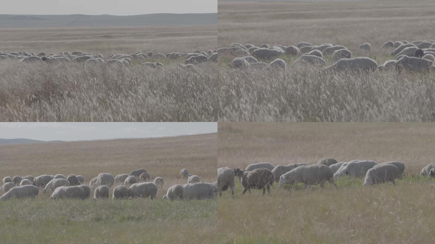 风吹草地现牛羊草原羊群羊倌