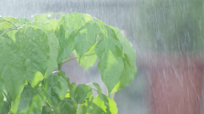 雨水打在叶子上