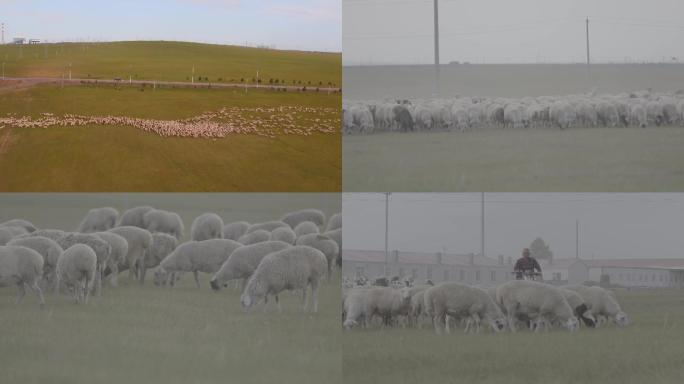 草原羊群羊倌