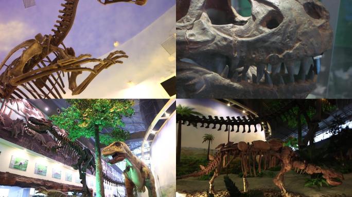 恐龙博物馆恐龙化石