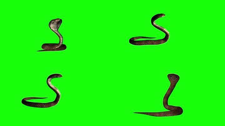 毒蛇攻击-爬行-眼镜蛇