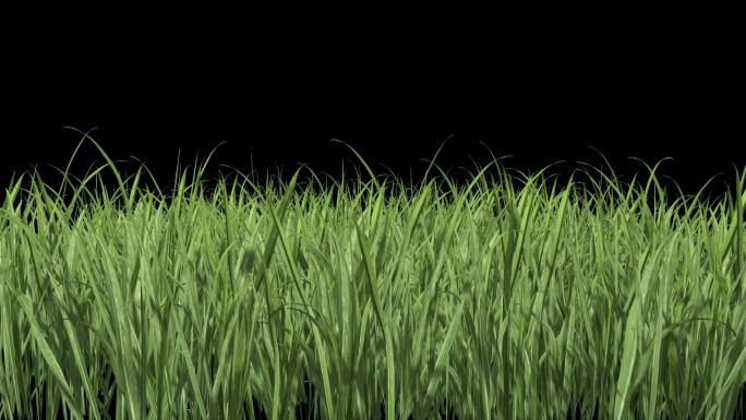 草——植物摇曳动画带通道