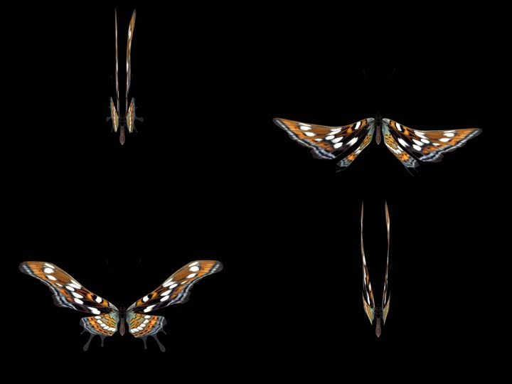 生物-蝴蝶-飞舞（带通道）