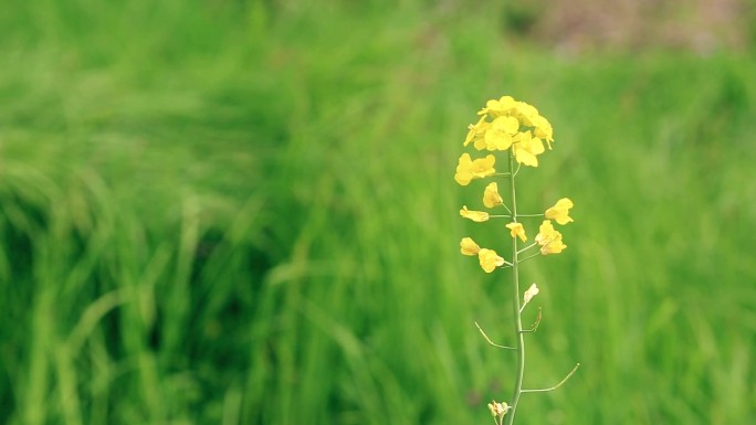 野花