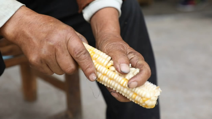 农家收玉米掰玉米脱粒储藏