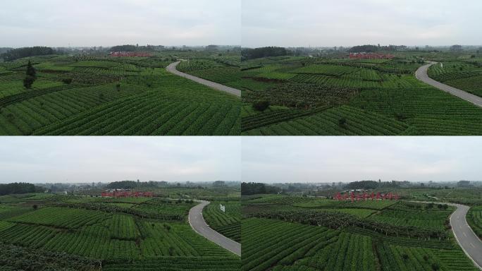 成都蒲江茶园基地航拍视频