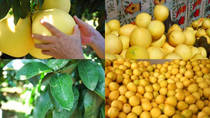 柚子种植收获