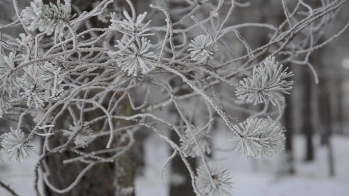 雪后的森林风光