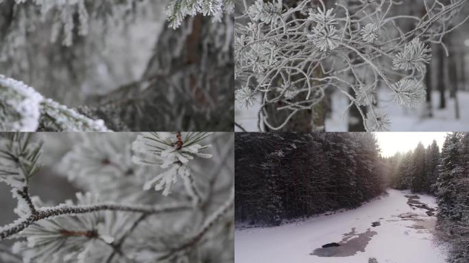 雪后的森林风光